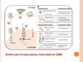 STEPS AND PHYSIOLOGICAL FUNCTIONS OF CMA
 