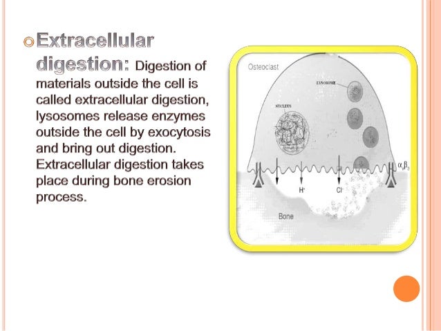 Lysosomes