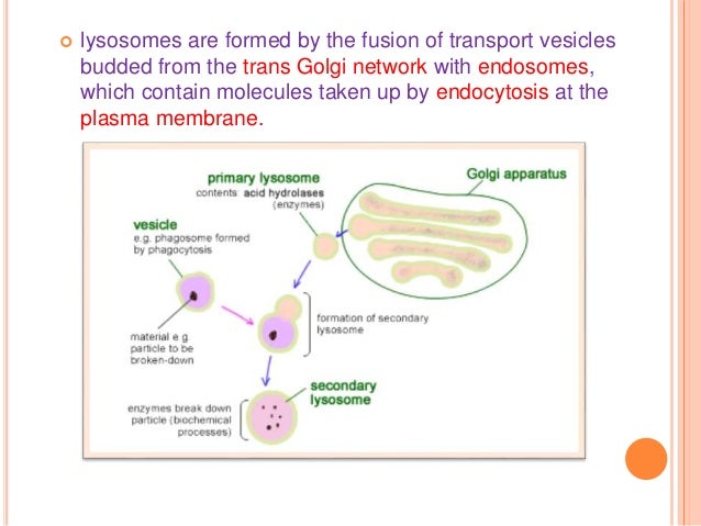 Lysosomes