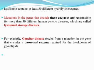  Lysosome contains at least 50 different hydrolytic enzymes.
 Mutations in the genes that encode these enzymes are responsible
for more than 30 different human genetic diseases, which are called
lysosomal storage diseases.
 For example, Gaucher disease results from a mutation in the gene
that encodes a lysosomal enzyme required for the breakdown of
glycolipids.

 