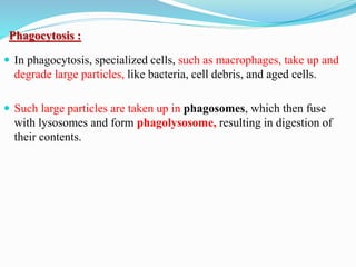 Phagocytosis :
 In phagocytosis, specialized cells, such as macrophages, take up and
degrade large particles, like bacteria, cell debris, and aged cells.
 Such large particles are taken up in phagosomes, which then fuse
with lysosomes and form phagolysosome, resulting in digestion of
their contents.
 