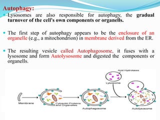Autophagy:
 Lysosomes are also responsible for autophagy, the gradual
turnover of the cell's own components or organells.
 The first step of autophagy appears to be the enclosure of an
organelle (e.g., a mitochondrion) in membrane derived from the ER.
 The resulting vesicle called Autophagosome, it fuses with a
lysosome and form Autolysosome and digested the components or
organells.
 