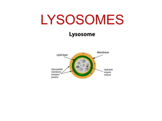 LYSOSOMES
 