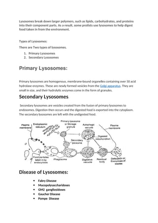 Lysosomes break down larger polymers, such as lipids, carbohydrates, and proteins
into their component parts. As a result, some protists use lysosomes to help digest
food taken in from the environment.
Types of Lysosomes:
There are Two types of lysosomes.
1. Primary Lysosomes
2. Secondary Lysosomes
Primary Lysosomes:
Primary lysosomes are homogenous, membrane-bound organelles containing over 50 acid
hydrolase enzymes. These are newly formed vesicles from the Golgi apparatus. They are
small in size, and their hydrolytic enzymes come in the form of granules.
Secondary Lysosomes:
Secondary lysosomes are vesicles created from the fusion of primary lysosomes to
endosomes. Digestion then occurs and the digested food is exported into the cytoplasm.
The secondary lysosomes are left with the undigested food.
Disease of Lysosomes:
 Fabry Disease
 Mucopolysaccharidoses
 GM2 gangliosidoses
 Gaucher Disease
 Pompe Disease
 