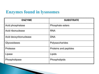 ENZYME SUBSTRATE
Acid phosphatase Phosphate esters
Acid ribonuclease RNA
Acid deoxyribonuclease DNA
Glycosidases Polysaccharides
Protease Proteins and peptides
Lipase Lipids
Phospholipase Phospholipids
 