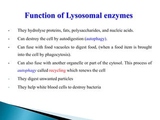 • They hydrolyse proteins, fats, polysaccharides, and nucleic acids.
• Can destroy the cell by autodigestion (autophagy).
• Can fuse with food vacuoles to digest food, (when a food item is brought
into the cell by phagocytosis).
• Can also fuse with another organelle or part of the cytosol. This process of
autophagy called recycling which renews the cell
• They digest unwanted particles
• They help white blood cells to destroy bacteria
Function of Lysosomal enzymes
 