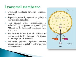  Lysosomal membrane performs important
functions:
 Sequesters potentially destructive hydrolytic
enzymes from the cytosol
 High internal proton concentration is
maintained by a proton transporter (H+-
ATPase) on the lysosomal membrane (Arai
et al.,1993)
 Maintains the optimal acidic environment for
enzyme activity by pumping H+s inward
from the cytosol to the lumen
 Membrane prevents digestive enzymes
leaking out and potentially destroying vital
cell components
 