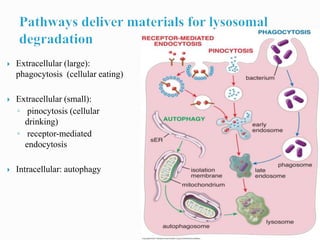  Extracellular (large):
phagocytosis (cellular eating)
 Extracellular (small):
◦ pinocytosis (cellular
drinking)
◦ receptor-mediated
endocytosis
 Intracellular: autophagy
 