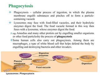  Phagocytosis – cellular process of ingestion, in which the plasma
membrane engulfs substances and pinches off to form a particle-
containing vacuole
 Lysosomes may fuse with food-filled vacuoles, and their hydrolytic
enzymes digest the food. The food vacuole formed in this way then
fuses with a lysosome, whose enzymes digest the food.
 e.g. Amoebas and many other protists eat by engulfing smaller organisms
or other food particlesby the process of phagocytosis
Some human cells also carry out phagocytosis. Among them are
macrophages, a type of white blood cell that helps defend the body by
engulfing and destroying bacteria and other invaders.
 