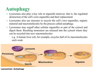  Lysosomes also play a key role in organelle turnover, that is, the regulated
destruction of the cell’s own organelles and their replacement
 Lysosomes also use enzymes to recycle the cell’s own organelles, organic
material and macromolecules by the process called autophagy.
 Lysosomes may engulf other cellular organelles or part of the cytosol and
digest them. Resulting monomers are released into the cytosol where they
can be recycled into new macromolecules
◦ e.g. A human liver cell, for example, recycles half of its macromolecules
each weak
Lysosome
Lysosomes: Autophagy
Peroxisome
Mitochondrion
Vesicle
Digestion
 