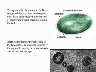  To explain this phenomenon, de Duve
suggested that the digestive enzyme
must have been encased in some sort
of membrane-bound organelle within
the cell.
 After estimating the probable size of
the lysosomes, he was able to identify
the organelle in images produced with
an electron microscope
 