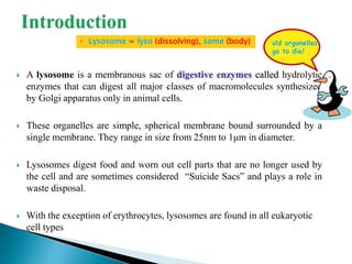  A lysosome is a membranous sac of digestive enzymes called hydrolytic
enzymes that can digest all major classes of macromolecules synthesized
by Golgi apparatus only in animal cells.
 These organelles are simple, spherical membrane bound surrounded by a
single membrane. They range in size from 25nm to 1μm in diameter.
 Lysosomes digest food and worn out cell parts that are no longer used by
the cell and are sometimes considered “Suicide Sacs” and plays a role in
waste disposal.
 With the exception of erythrocytes, lysosomes are found in all eukaryotic
cell types
old organelles
go to die!
 Lysosome = lyso (dissolving), some (body)
 