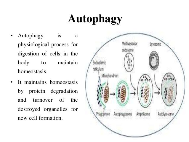 Lysosomes and peroxisomes