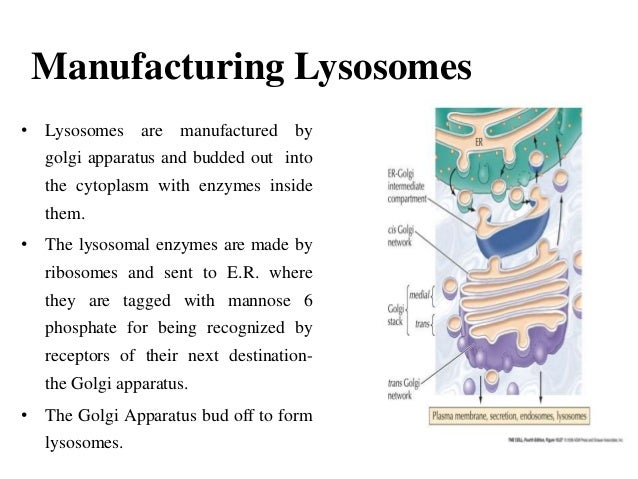 Lysosomes and peroxisomes