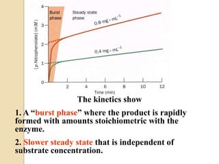 The kinetics show
1. A “burst phase” where the product is rapidly
formed with amounts stoichiometric with the
enzyme.
2. Slower steady state that is independent of
substrate concentration.
 