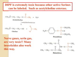 DIPF is extremely toxic because other active Serines
can be labeled. Such as acetylcholine esterase.
Nerve gases, serin gas,
are very toxic!! Many
insecticides also work
this way.
 