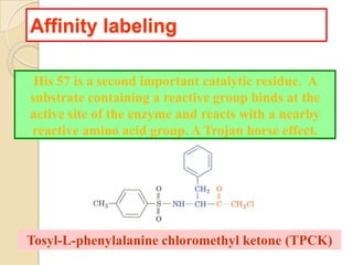 Affinity labeling
His 57 is a second important catalytic residue. A
substrate containing a reactive group binds at the
active site of the enzyme and reacts with a nearby
reactive amino acid group. A Trojan horse effect.
Tosyl-L-phenylalanine chloromethyl ketone (TPCK)
 