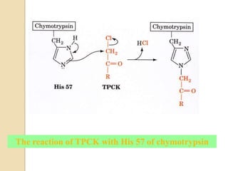 The reaction of TPCK with His 57 of chymotrypsin
 
