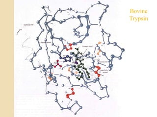 Bovine
Trypsin
 