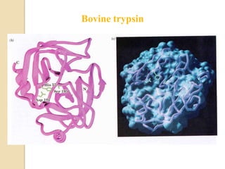 Bovine trypsin
 