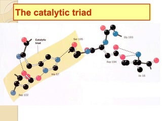 The catalytic triad
 