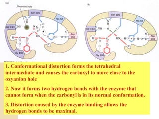 1. Conformational distortion forms the tetrahedral
intermediate and causes the carboxyl to move close to the
oxyanion hole
2. Now it forms two hydrogen bonds with the enzyme that
cannot form when the carbonyl is in its normal conformation.
3. Distortion caused by the enzyme binding allows the
hydrogen bonds to be maximal.
 