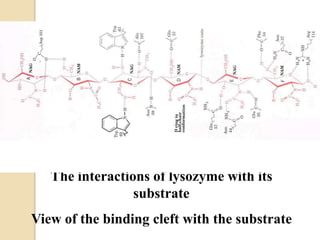 The interactions of lysozyme with its
substrate
View of the binding cleft with the substrate
 