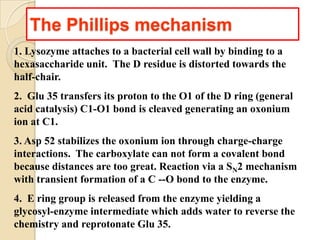 The Phillips mechanism
1. Lysozyme attaches to a bacterial cell wall by binding to a
hexasaccharide unit. The D residue is distorted towards the
half-chair.
2. Glu 35 transfers its proton to the O1 of the D ring (general
acid catalysis) C1-O1 bond is cleaved generating an oxonium
ion at C1.
3. Asp 52 stabilizes the oxonium ion through charge-charge
interactions. The carboxylate can not form a covalent bond
because distances are too great. Reaction via a SN2 mechanism
with transient formation of a C --O bond to the enzyme.
4. E ring group is released from the enzyme yielding a
glycosyl-enzyme intermediate which adds water to reverse the
chemistry and reprotonate Glu 35.
 