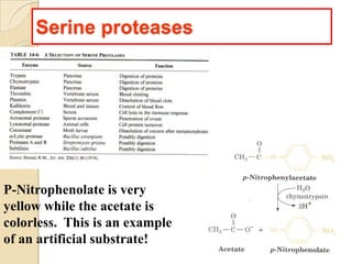 Serine proteases
P-Nitrophenolate is very
yellow while the acetate is
colorless. This is an example
of an artificial substrate!
 