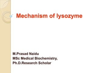 Mechanism of lysozyme
M.Prasad Naidu
MSc Medical Biochemistry,
Ph.D.Research Scholar
 