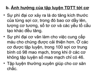 b. Ảnh hưởng của tập luyện TDTT tới cơ 
• Sự phì đại cơ xảy ra là do tăng kích thước 
của từng sợi cơ, trong đó bao cơ dầy lên, 
lượng cơ tương, số tơ cơ và các yếu tố cấu 
tạo khác đều tăng. 
• Sự phì đại cơ vân làm cho việc cung cấp 
máu cho chúng được cải thiện hơn. Ở các 
cơ được tập luyện, trong 100 sợi cơ trung 
bình có 98 mao mạch, trong khi ở các cơ 
không tập luyện số mao mạch chỉ có 46. 
• Tập luyện thường xuyên giúp cho cơ săn 
chắc. 
 
