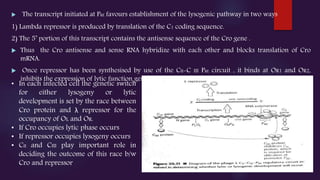  The transcript initiated at PRE favours establishment of the lysogenic pathway in two ways
1) Lambda repressor is produced by translation of the C1 coding sequence.
2) The 5’ portion of this transcript contains the antisense sequence of the Cro gene .
 Thus the Cro antisense and sense RNA hybridize with each other and blocks translation of Cro
mRNA.
 Once repressor has been synthesised by use of the CII-C III PRE circuit , it binds at OR1 and OR2,
inhibits the expression of lytic function genes by blocking the initiation of transcription at PR.
• In each infected cell the genetic switch
for either lysogeny or lytic
development is set by the race between
Cro protein and λ repressor for the
occupancy of OL and OR.
• If Cro occupies lytic phase occurs
• If repressor occupies lysogeny occurs
• CII and CIII play important role in
deciding the outcome of this race b/w
Cro and repressor
 