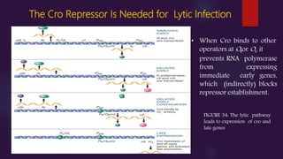 The Cro Repressor Is Needed for Lytic Infection
• When Cro binds to other
operators at ORor OL, it
prevents RNA polymerase
from expressing
immediate early genes,
which (indirectly) blocks
repressor establishment.
FIGURE 34: The lytic pathway
leads to expression of cro and
late genes
 