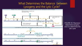 What Determines the Balance between
Lysogeny and the Lytic Cycle?
FIGURE 35: Repressor
determines lysogeny,
and Cro determines the
lytic cycle
 