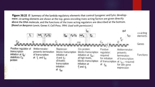 Lytic and lysogenic cascade