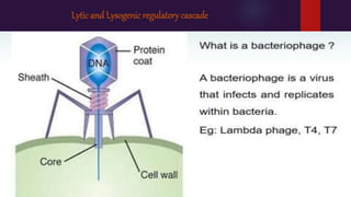 Lytic and Lysogenic regulatory cascade
 