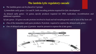 The lambda Lytic regulatory cascade
 The lambda genes can be placed in 3 groups
1) immediate early genes- Cro and N ; both encoding proteins required for lytic development
2) delayed early genes- 12 genes; specify products required for DNA replication, recombination and
additional regulation
3) Late genes- 23 genes encode proteins involved in head and tail morphogenesis and in lysis of the host cell.
 One of the immediate early gene products, N protein required to express the delayed early genes.
 One of delayed early gene Q protein must be present to express the λ late genes.
 