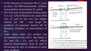 • In the absence of repressor the C1 gene
product ; the RNA polymerase initiates
transcription at promoters PL and PR.
• The first gene transcribed starting from
PR is Cro, which binds to the same DNA
sites OL and OR but Cro has higher
affinity for OR3 , and keeps the
synthesis of repressor turned off by
blocking initiation of transcription at
PRM
• Later when more Cro protein has
accumulated in the cell it also binds to
OR1 and OR2 ; OL1 and OL2 which
supress transcription from PR and PL
decreasing he rate of synthesis of early
 