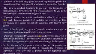  Synthesis of delayed early gene products requires the product of
second immediate early gene N, which is first transcribed from PL.
 The gene N product functions to prevent the termintion of
transcription at two sites one (tR1) located adjacent to Cro & the
other(tR1) just downstream from gene N itself
 N protein binds to the nut sites and with the aid of E coli proteins
Nus and ribosomal protein S10 modifies the specificity of RNA
polymerase as it passes the nut site; continues into delayed early
genes.
 One of the delayed early genes Q encode another transcription
terminator that is required for late gene expression .
 Q protein recognises DNA sequence qut and prevents the arrest of
termination initiated at the constitutive promoter PR at termination
site tR3 allowing transcription to continue through the late genes.
 In the absence of λ repressor dimers Cro and N protein are
synthesised . Cro binds to OR3 & prevents the synthesis of
repressor . With Cro and N protein but no repressor lytic
 