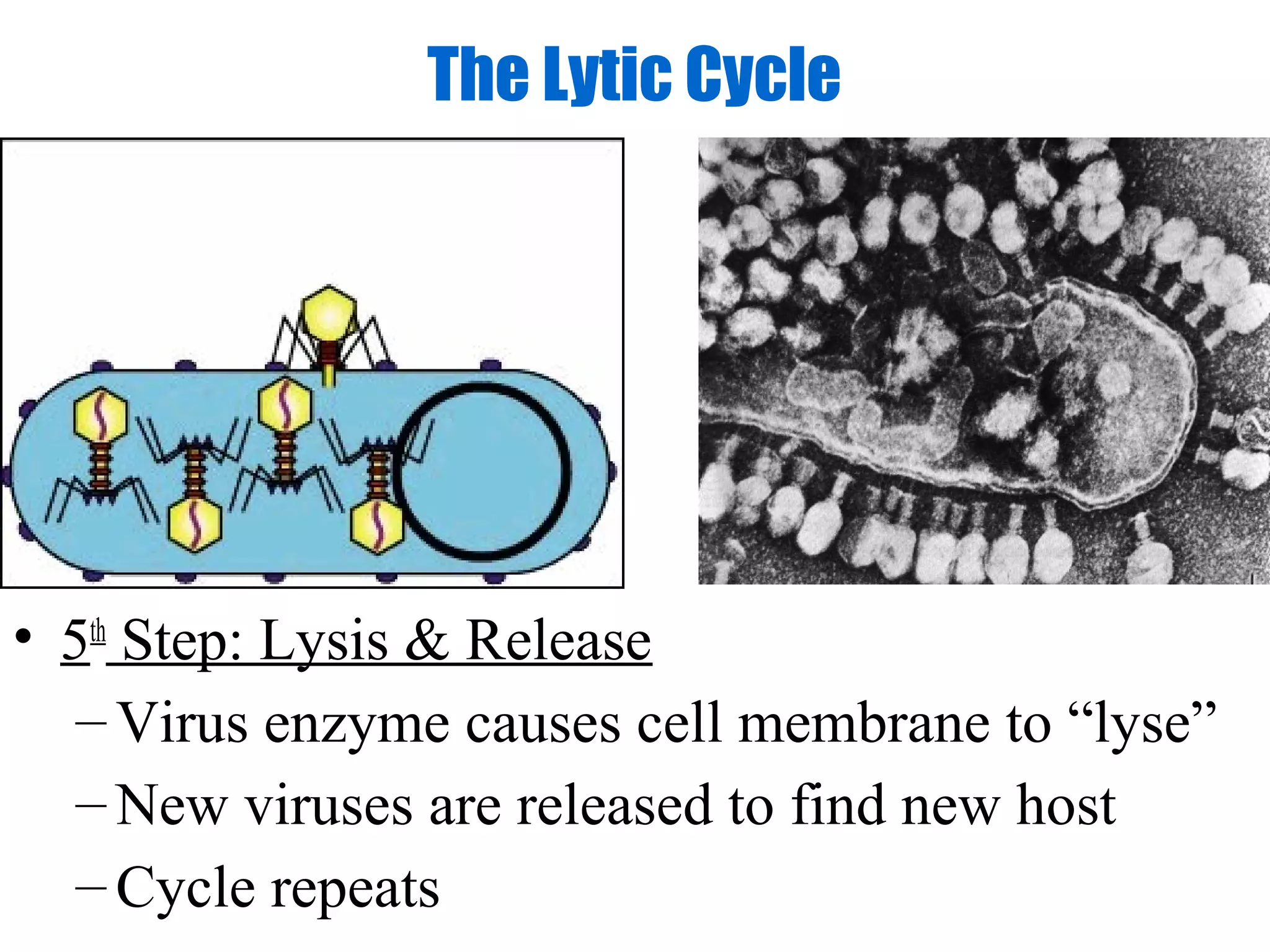 The Lytic Cycle




• 5th Step: Lysis & Release
   – Virus enzyme causes cell membrane to “lyse”
   – New viruses are released to find new host
   – Cycle repeats
 
