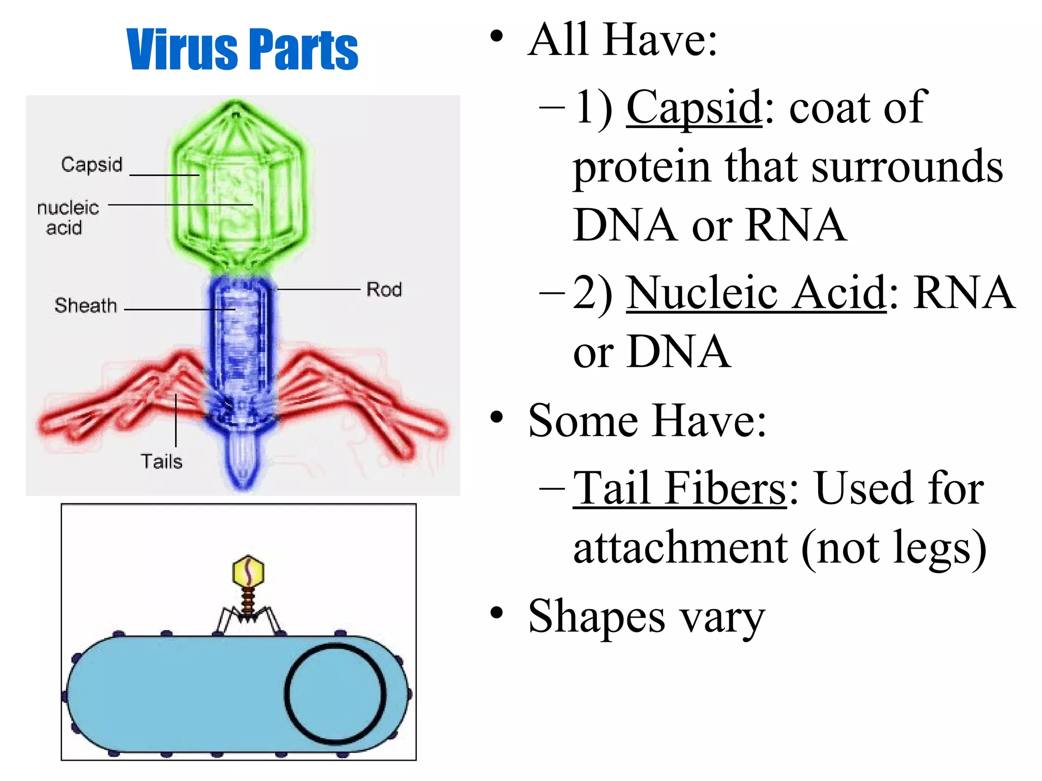 Virus Parts   • All Have:
                – 1) Capsid: coat of
                  protein that surrounds
                  DNA or RNA
                – 2) Nucleic Acid: RNA
                  or DNA
              • Some Have:
                – Tail Fibers: Used for
                  attachment (not legs)
              • Shapes vary
 