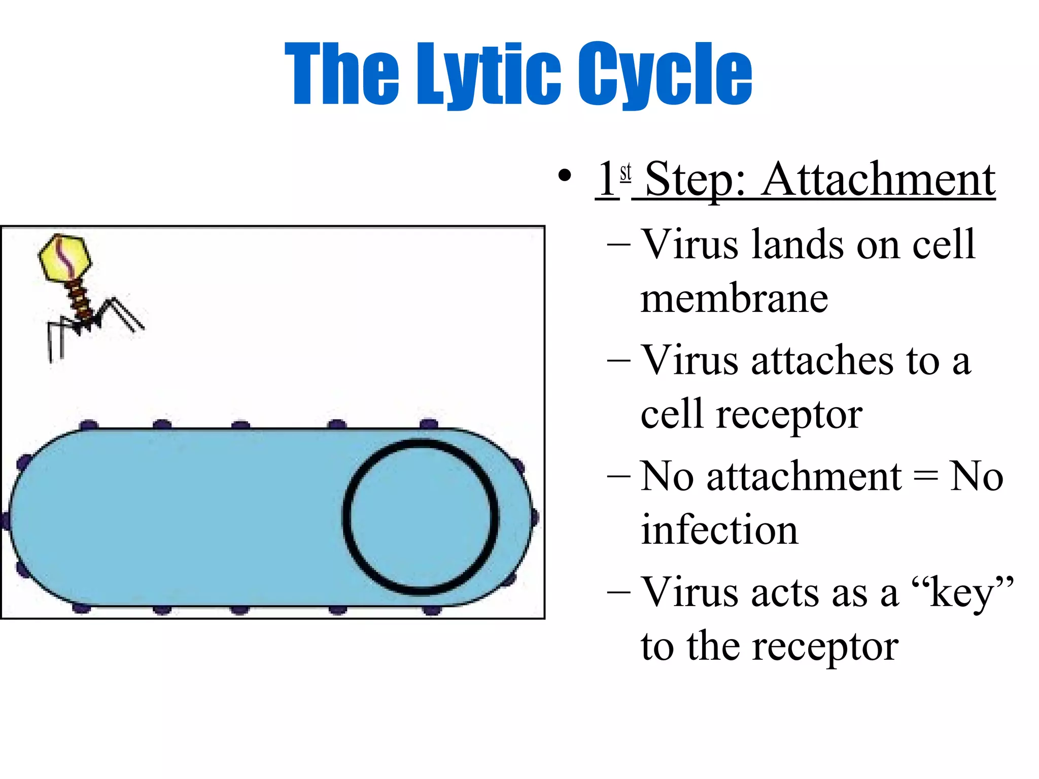 The Lytic Cycle
        • 1st Step: Attachment
          – Virus lands on cell
            membrane
          – Virus attaches to a
            cell receptor
          – No attachment = No
            infection
          – Virus acts as a “key”
            to the receptor
 