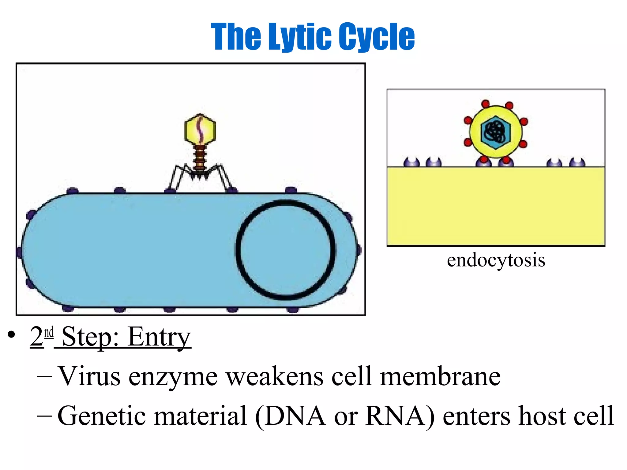 The Lytic Cycle




                                    endocytosis


• 2nd Step: Entry
   – Virus enzyme weakens cell membrane
   – Genetic material (DNA or RNA) enters host cell
 
