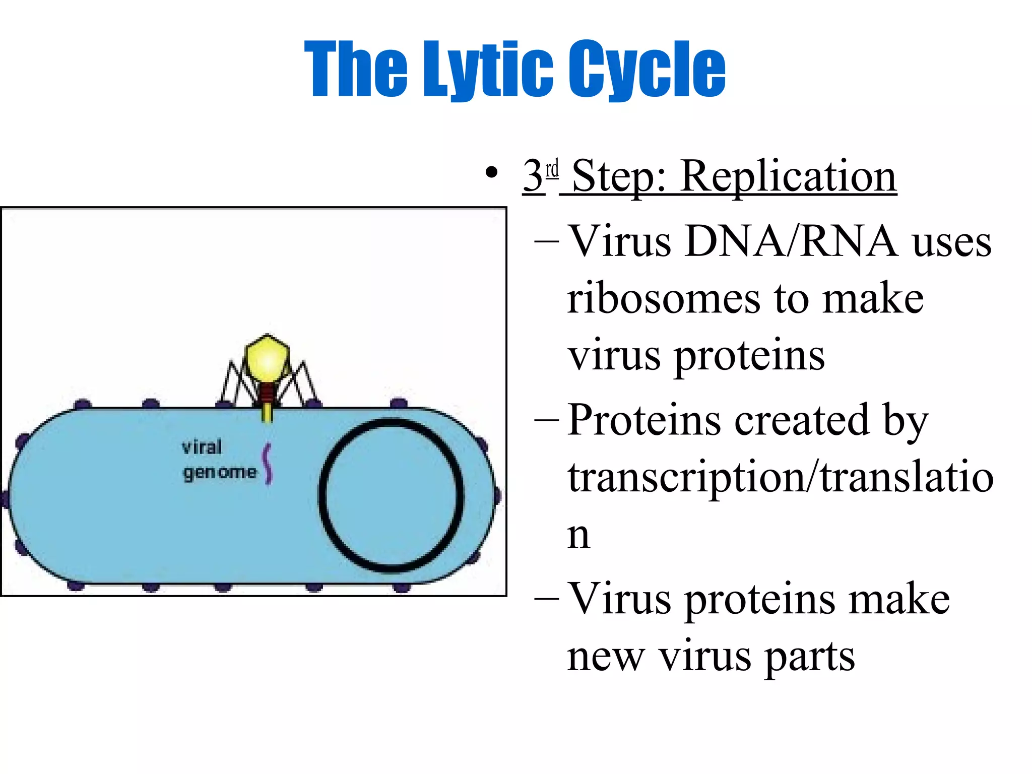 The Lytic Cycle
      • 3rd Step: Replication
         – Virus DNA/RNA uses
            ribosomes to make
            virus proteins
         – Proteins created by
            transcription/translatio
            n
         – Virus proteins make
            new virus parts
 