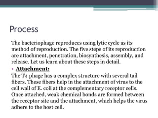 Process
The bacteriophage reproduces using lytic cycle as its
method of reproduction. The five steps of its reproduction
are attachment, penetration, biosynthesis, assembly, and
release. Let us learn about these steps in detail.
• Attachment:
The T4 phage has a complex structure with several tail
fibers. These fibers help in the attachment of virus to the
cell wall of E. coli at the complementary receptor cells.
Once attached, weak chemical bonds are formed between
the receptor site and the attachment, which helps the virus
adhere to the host cell.
 