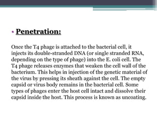 • Penetration:
Once the T4 phage is attached to the bacterial cell, it
injects its double-stranded DNA (or single stranded RNA,
depending on the type of phage) into the E. coli cell. The
T4 phage releases enzymes that weaken the cell wall of the
bacterium. This helps in injection of the genetic material of
the virus by pressing its sheath against the cell. The empty
capsid or virus body remains in the bacterial cell. Some
types of phages enter the host cell intact and dissolve their
capsid inside the host. This process is known as uncoating.
 