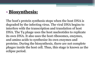 • Biosynthesis:
The host's protein synthesis stops when the host DNA is
degraded by the infecting virus. The viral DNA begins to
interfere with the transcription and translation of host
DNA. The T4 phage uses the host nucleotides to replicate
its own DNA. It also uses the host ribosomes, enzymes,
and amino acids to synthesize its own enzymes and
proteins. During the biosynthesis, there are not complete
phages inside the host cell. Thus, this stage is known as the
eclipse period.
 
