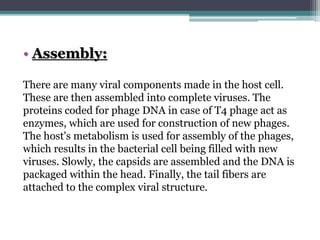 • Assembly:
There are many viral components made in the host cell.
These are then assembled into complete viruses. The
proteins coded for phage DNA in case of T4 phage act as
enzymes, which are used for construction of new phages.
The host's metabolism is used for assembly of the phages,
which results in the bacterial cell being filled with new
viruses. Slowly, the capsids are assembled and the DNA is
packaged within the head. Finally, the tail fibers are
attached to the complex viral structure.
 
