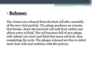 • Release:
The viruses are released from the host cell after assembly
of the new viral particle. The phage produces an enzyme
that breaks down the bacterial cell wall from within and
allows entry of fluid. The cell becomes full of new phage
cells (about 100-200) and fluid that cause cell lysis, thus
completing the cycle. The phages released are free to infect
more host cells and continue with the process.
 