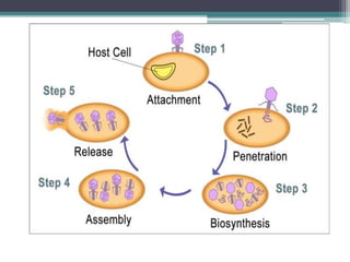 Lytic cycle